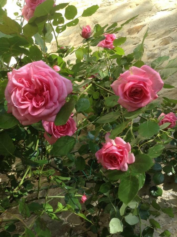 Fiesole In Giardino B&B Dış mekan fotoğraf